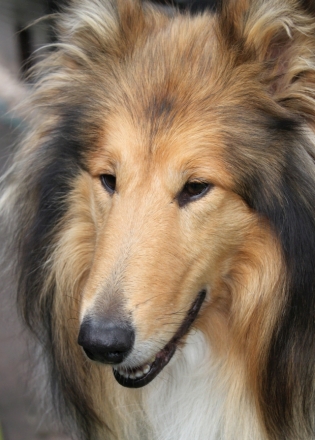 Deann Gold Fredina Agi